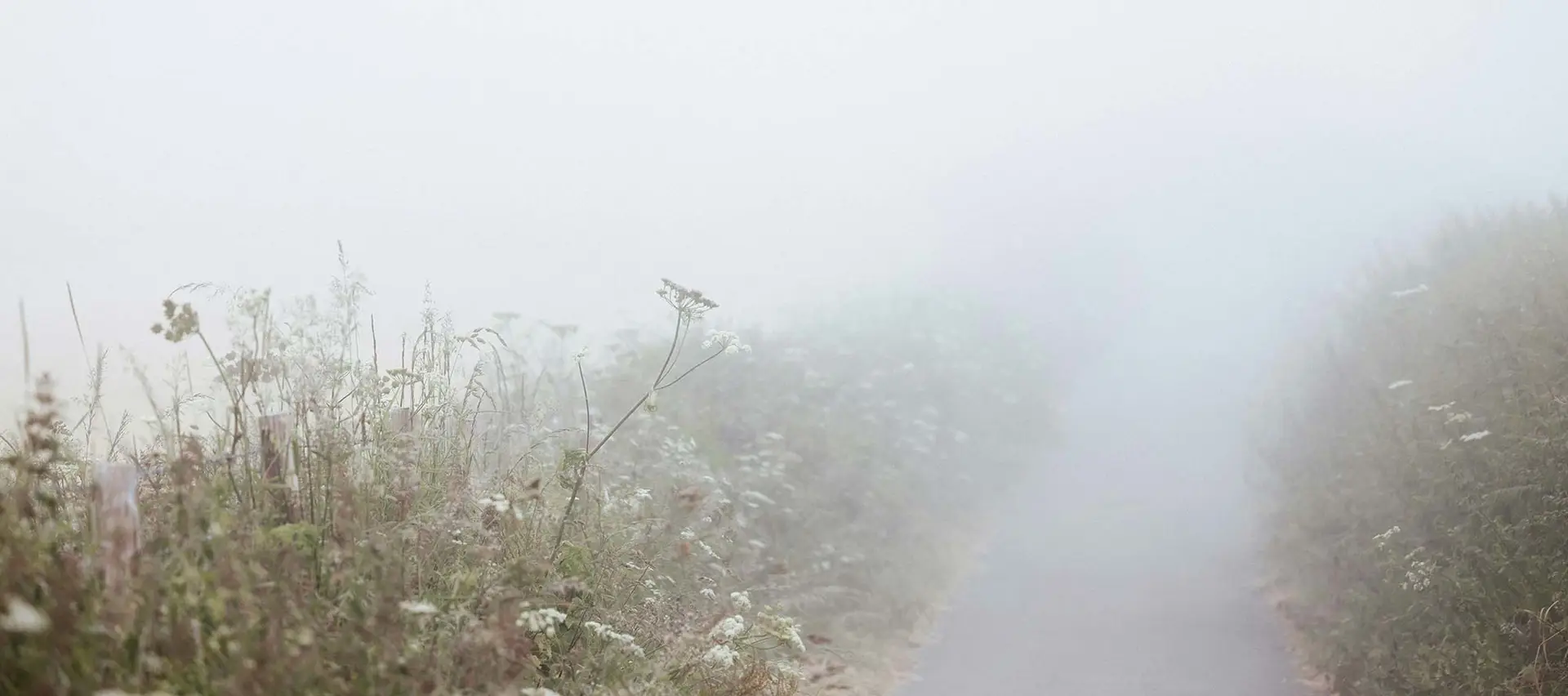 The Misty Morn